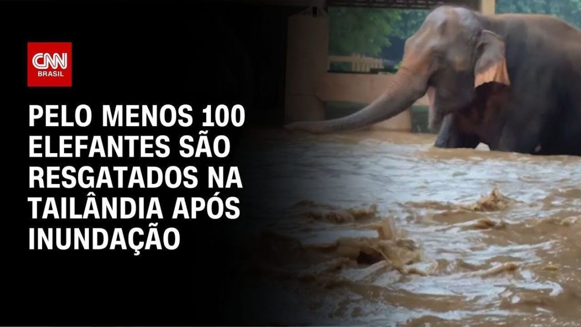 trem-colide-com-manada-de-elefantes-e-mata-seis-animais-na-asia,-diz-fonte