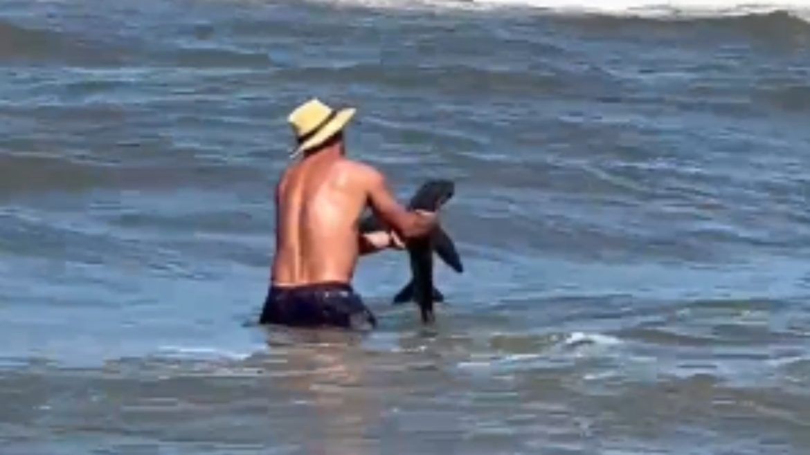 banhistas-encontram-filhote-de-tubarao-na-beira-da-praia-de-imbe;-video