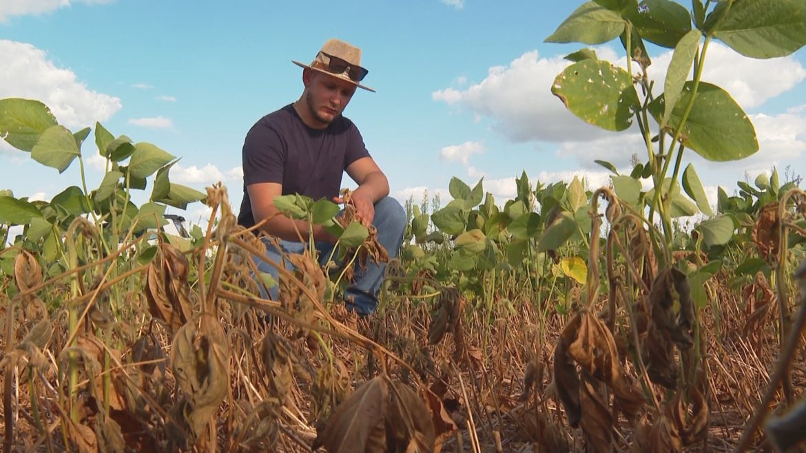 estiagem-provoca-queda-de-30%-na-producao-de-soja-do-rs,-indica-balanco-da-emater