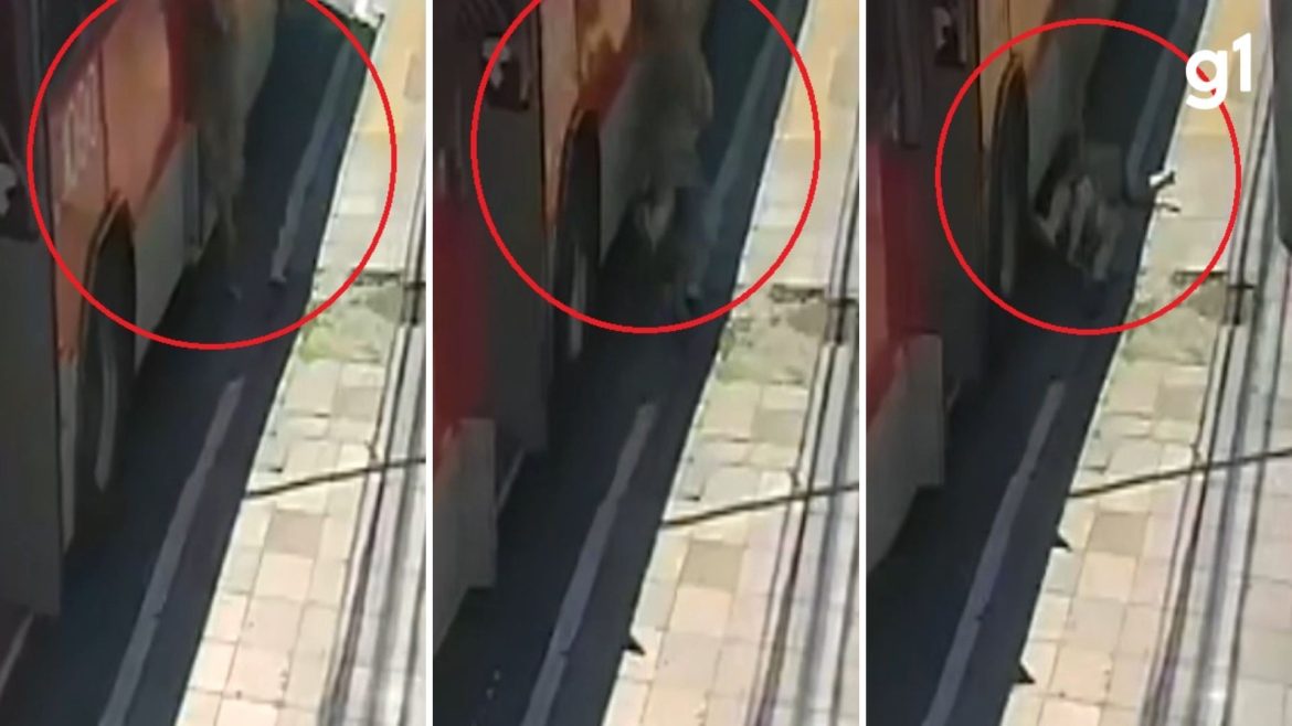 video:-onibus-arranca-antes-de-idosa-terminar-de-descer-e-atropela-a-passageira-em-porto-alegre