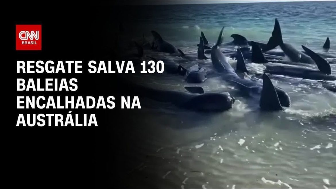 turista-pode-ter-visto-cancelado-apos-pegar-animal-selvagem-na-australia