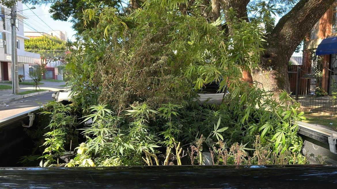 pf-cumpre-mandados-em-sedes-de-associacao-que-produz-e-fabrica-remedios-a-base-de-cannabis-no-rs