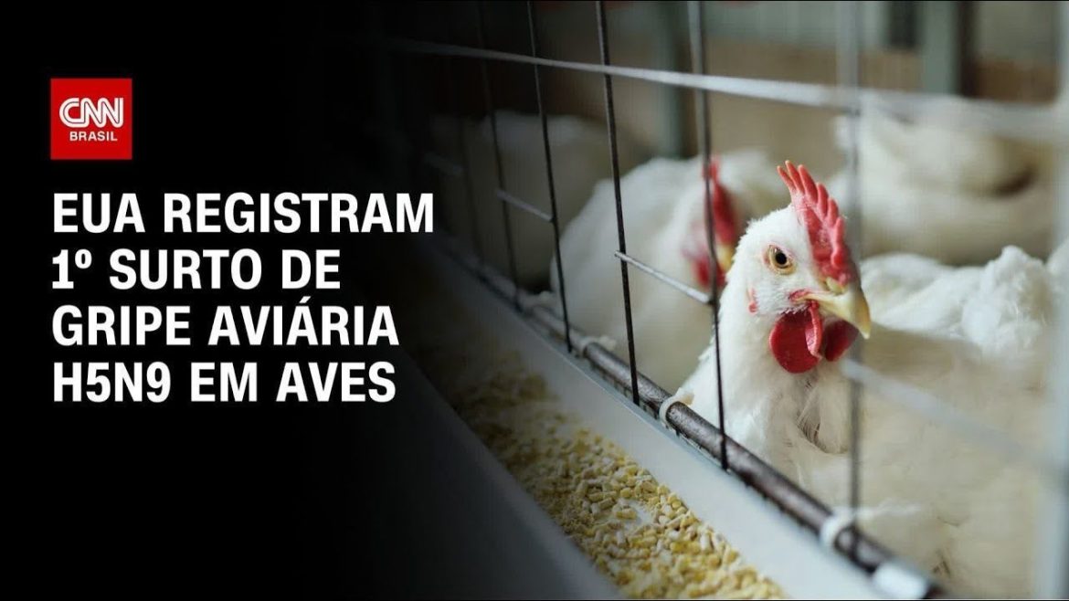 eua-relatam-primeiro-surto-de-gripe-aviaria-h7n9-desde-2017