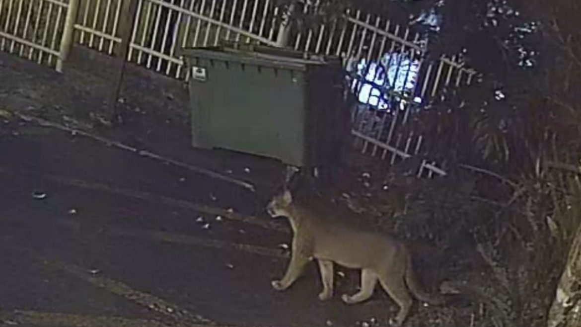 video:-puma-e-flagrado-circulando-em-rua-da-area-central-de-gramado,-diz-prefeitura