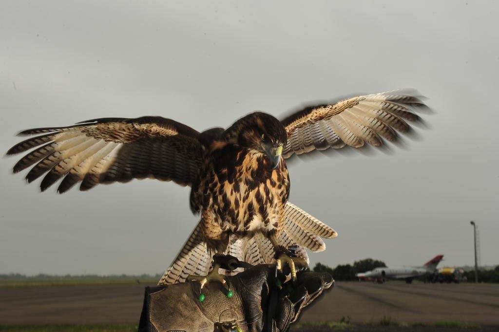 aeroporto-de-porto-alegre-usa-falcoes,-gavioes-e-fogos-de-artificio-para-evitar-choque-de-aves-com-avioes;-entenda