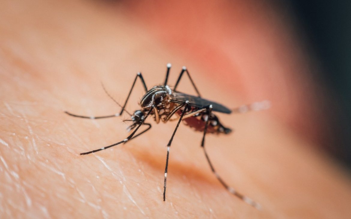 primeira-morte-por-dengue-no-rs-em-2025-e-confirmada;-vitima-e-mulher-de-59-anos-de-porto-alegre,-diz-governo