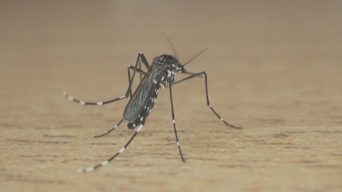 cidade-do-rs-tem-surto-de-dengue-por-descarte-irregular-de-lixo,-diz-prefeitura;-no-de-casos-so-e-menor-do-que-em-porto-alegre