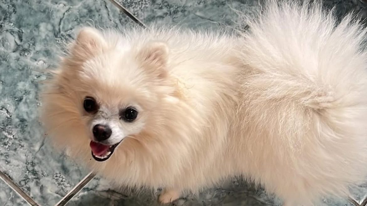 cadela-morre-apos-banho-em-pet-shop-do-rs,-e-tutora-relata-supostos-maus-tratos;-policia-investiga