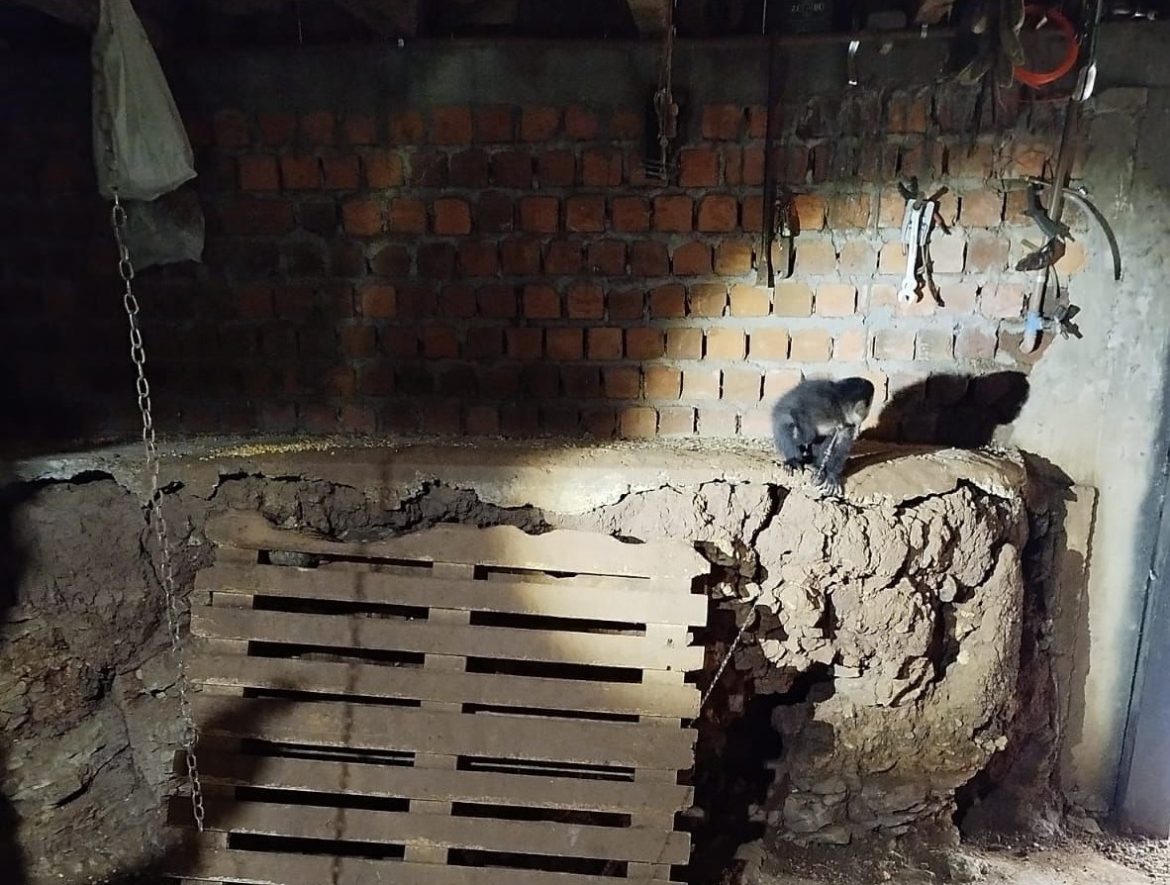 macacos-prego-sao-encontrados-acorrentados-em-cativeiro-ilegal-no-rs;-video