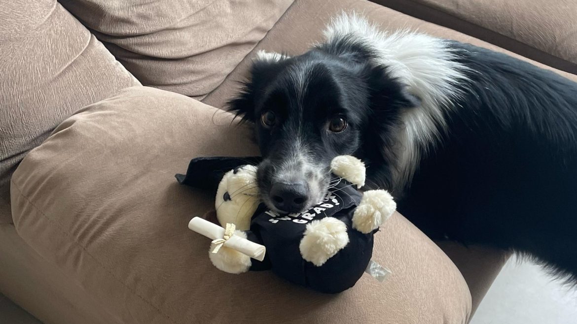 fuga-de-pet-shop,-grupo-de-1-mil-pessoas-e-cameras-de-seguranca:-sumico-de-cachorro-mobiliza-moradores-de-porto-alegre