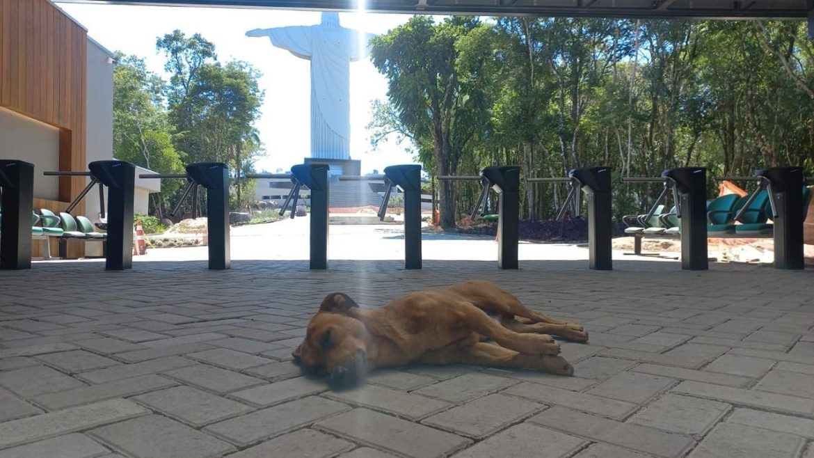 vira-lata-caramelo-vira-mascote-do-cristo-protetor-e-faz-sucesso-entre-visitantes-no-rs