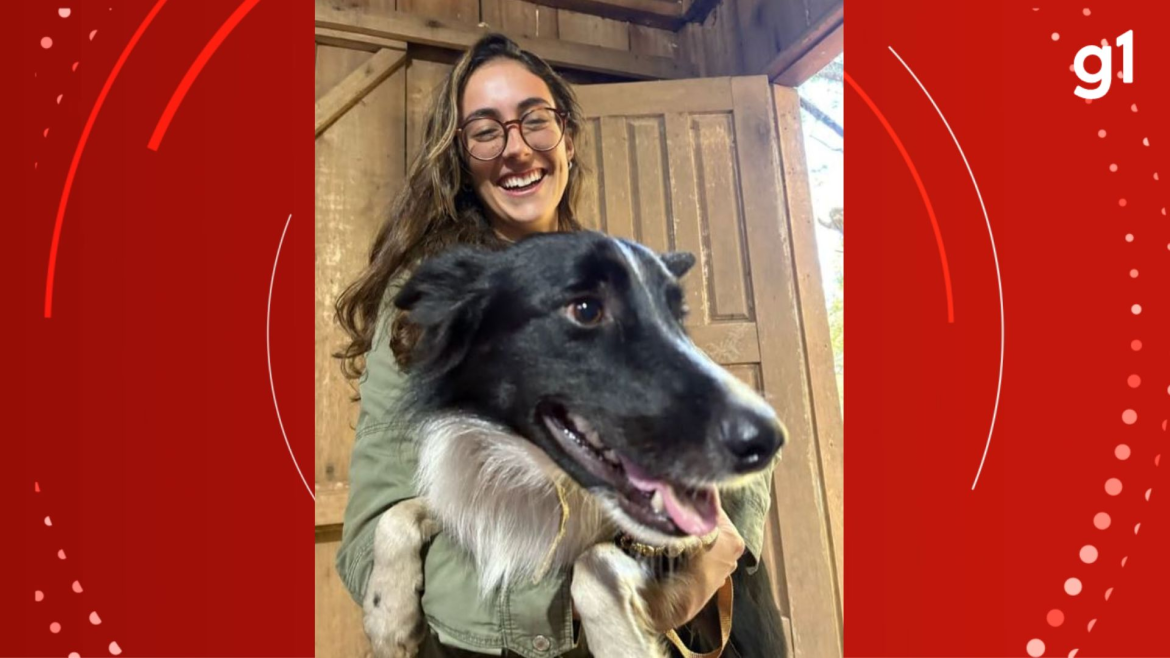 border-collie-desaparecido-que-mobilizou-moradores-de-porto-alegre-em-buscas-e-encontrado