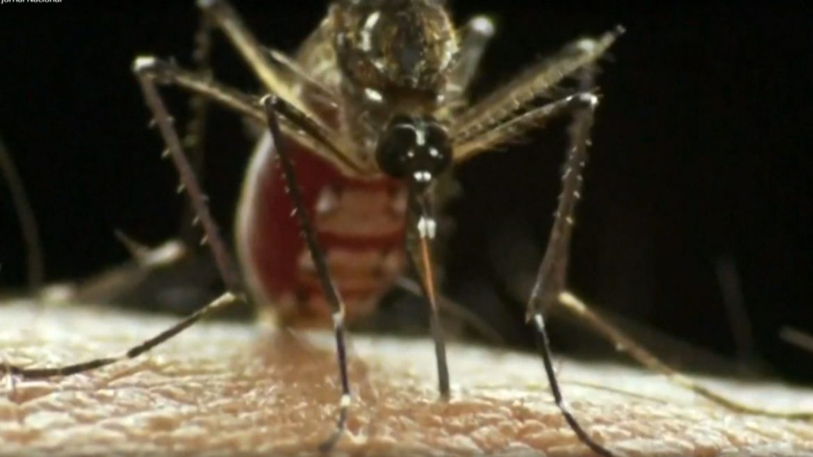 falta-de-doses:-porto-alegre-suspende-vacinacao-contra-a-dengue-em-meio-a-situacao-de-emergencia-em-saude-publica