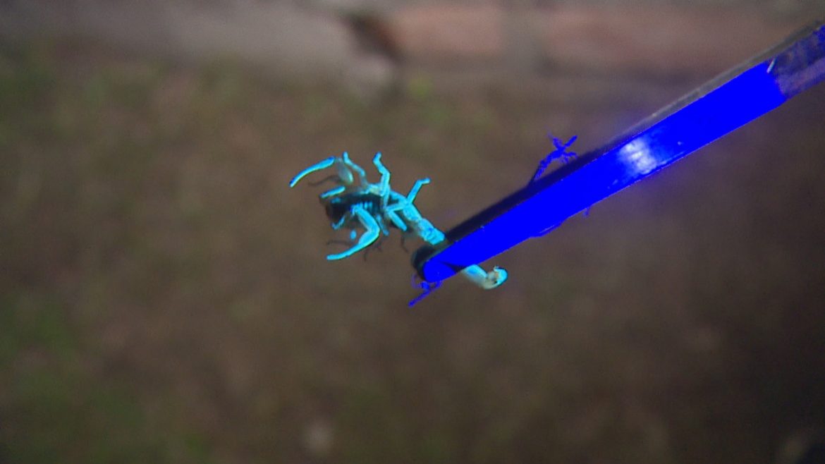 ‘boom’-de-escorpioes-amarelos-preocupa-moradores-de-esteio;-em-uma-rua,-quase-1-mil-foram-capturados-desde-dezembro