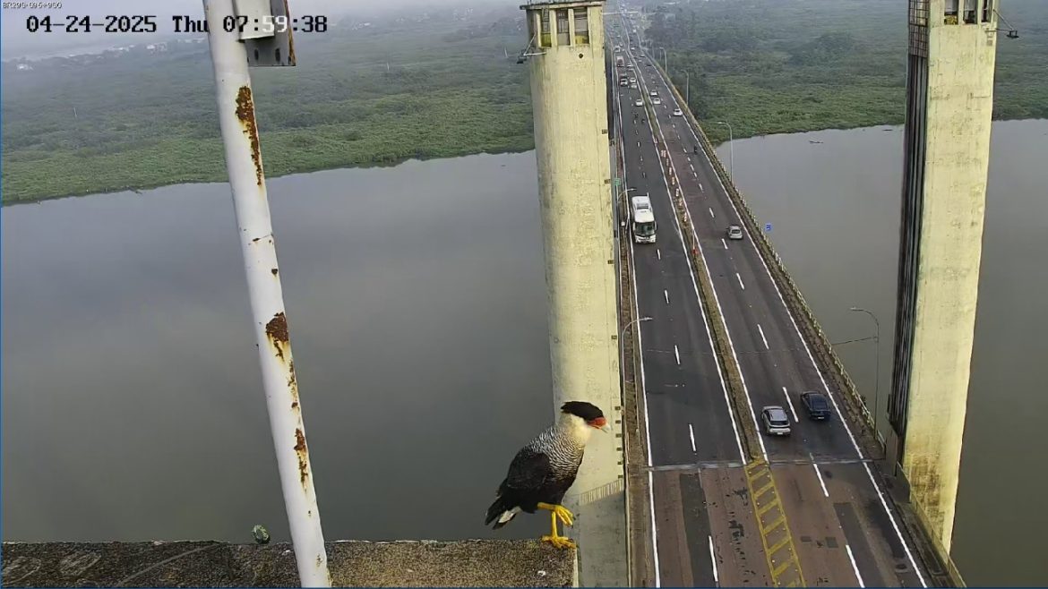 video:-carcara-e-flagrado-‘observando-o-movimento’-por-camera-de-monitoramento-da-ponte-do-guaiba,-em-porto-alegre
