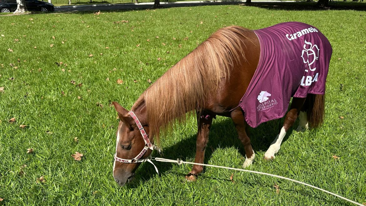 1-ano-apos-resgate-em-telhado,-cavalo-caramelo-vive-vida-de-regalias-em-canoas