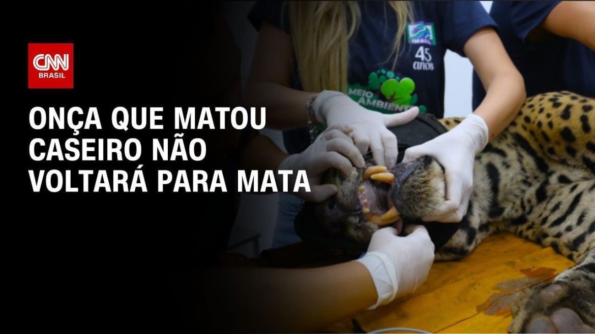 se-matar-onca-que-me-atacou,-posso-ser-preso?-saiba-mais