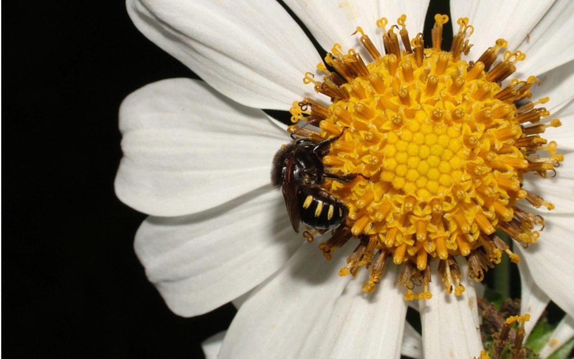 saiba-o-que-fazer-em-casos-de-ataque-de-abelhas;-rs-iguala-numero-de-2024