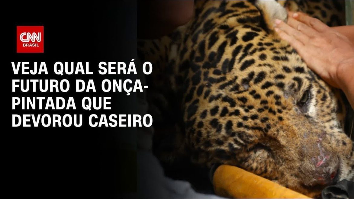 onca-que-matou-caseiro-devora-quilos-de-carne-e-peixe:-so-deixou-a-cabeca