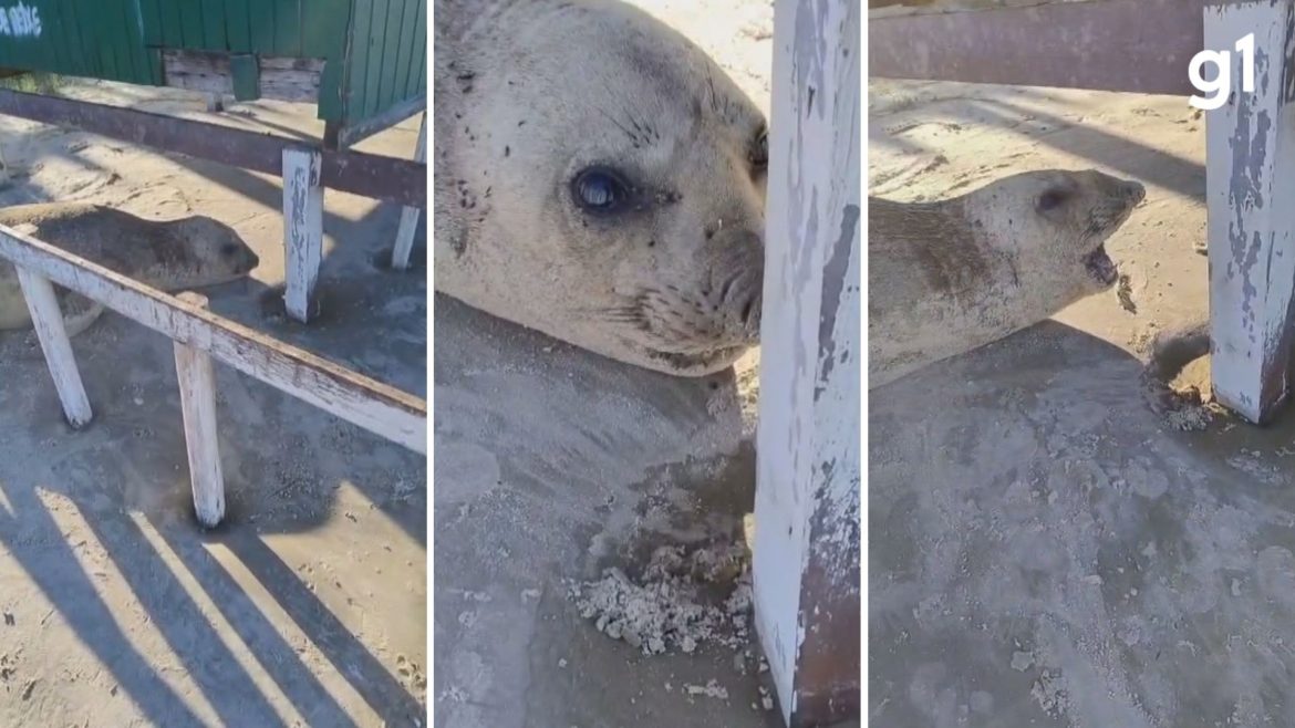 video:-elefante-marinho-e-avistado-descansando-em-praia-de-cidreira-durante-epoca-de-migracao-de-animais-marinhos