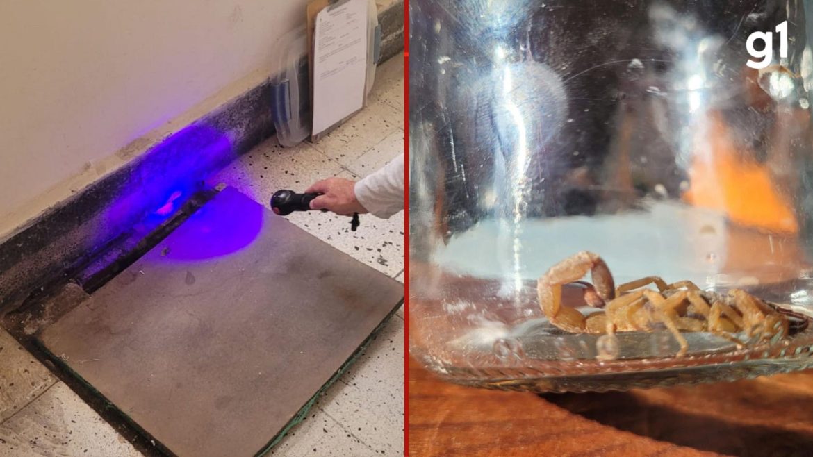 predio-da-ufrgs-e-reaberto-14-dias-apos-professora-ser-picada-por-escorpiao-amarelo