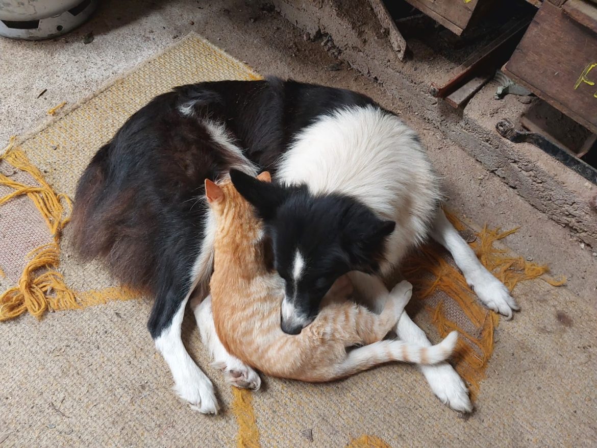 cadela-que-nunca-teve-filhotes-adota-e-amamenta-gatinho-orfao-no-rs;-‘licao-de-vida’,-diz-tutor;-veja-video