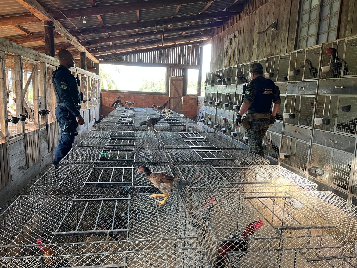 com-ajuda-de-drone,-guarda-municipal-localiza-mais-de-500-galos-confinados-para-rinha-em-chacara-no-rs;-homem-foi-preso