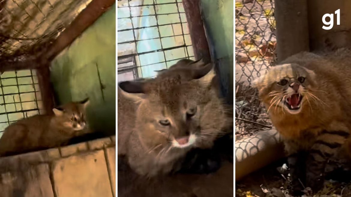 pf-investiga-servidor-do-ibama-por-trazer-gatos-palheiros-do-pantanal-ao-rs-sem-autorizacao