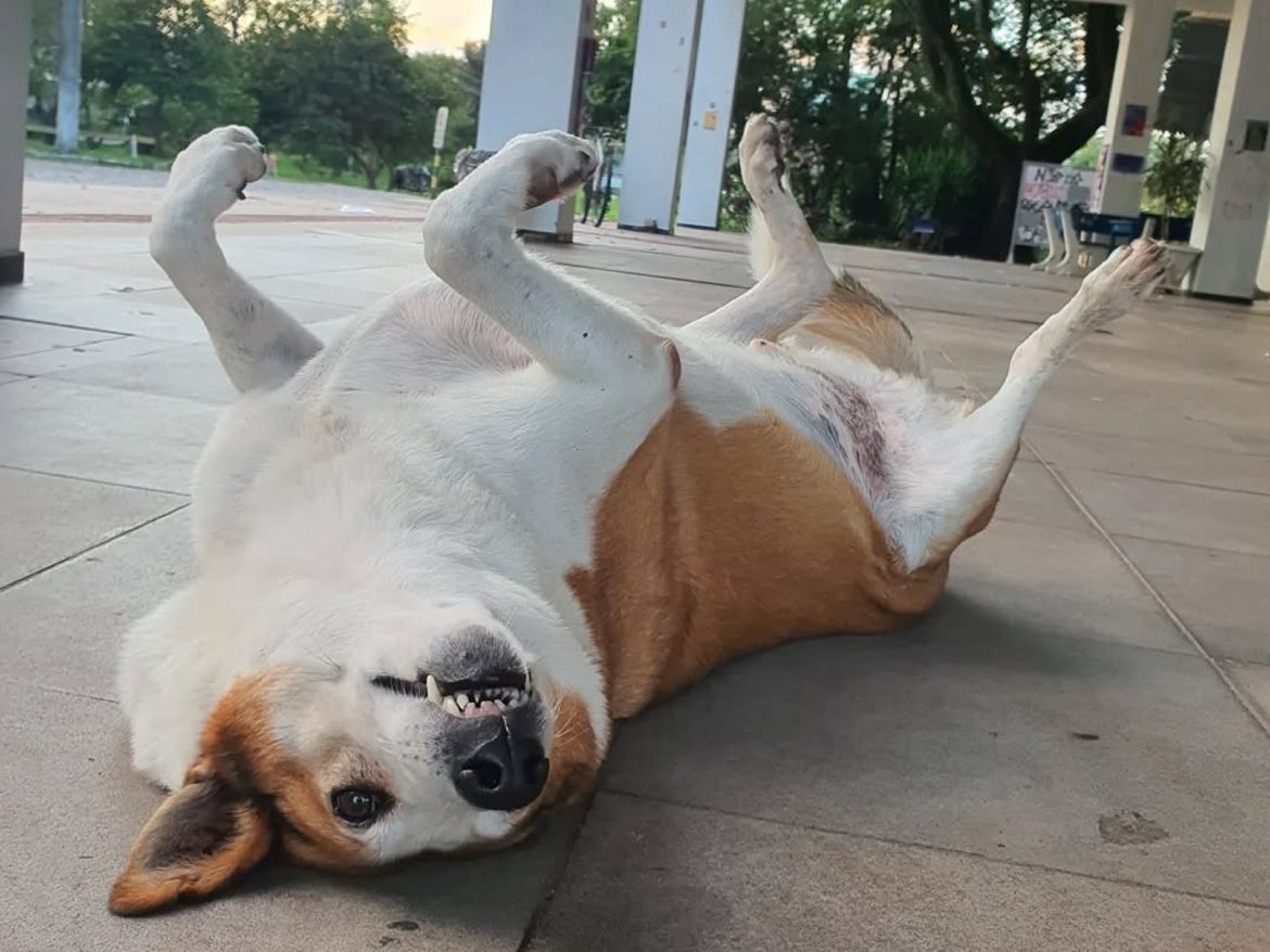 brincalhao,-dorminhoco-e-dono-do-proprio-espaco:-conheca-silveira,-o-cao-famoso-que-conquistou-o-campus-da-ufsm