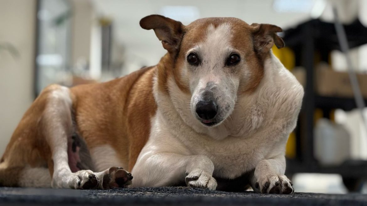 silveira,-cao-famoso-do-rs,-e-‘nomeado’-pro-reitor-de-assuntos-caninos-da-ufsm
