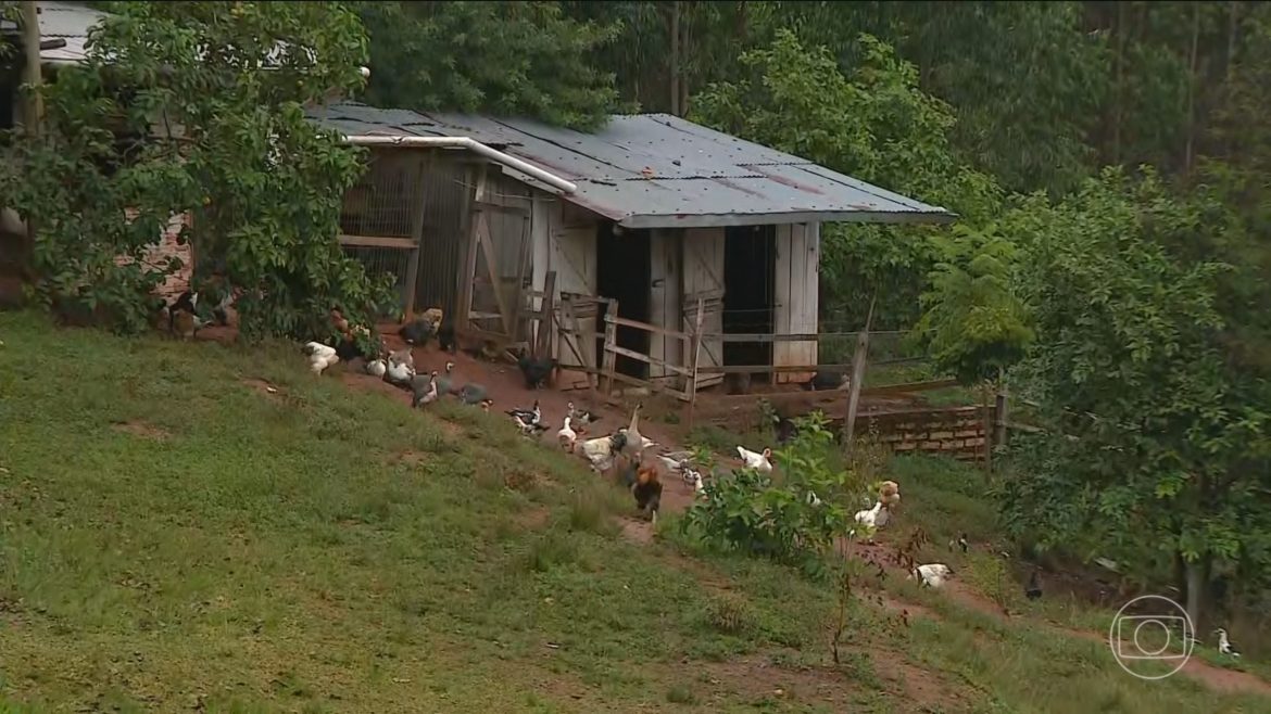governo-do-rs-conclui-inspecao-em-propriedades-proximas-a-granja-onde-surgiu-foco-de-gripe-aviaria