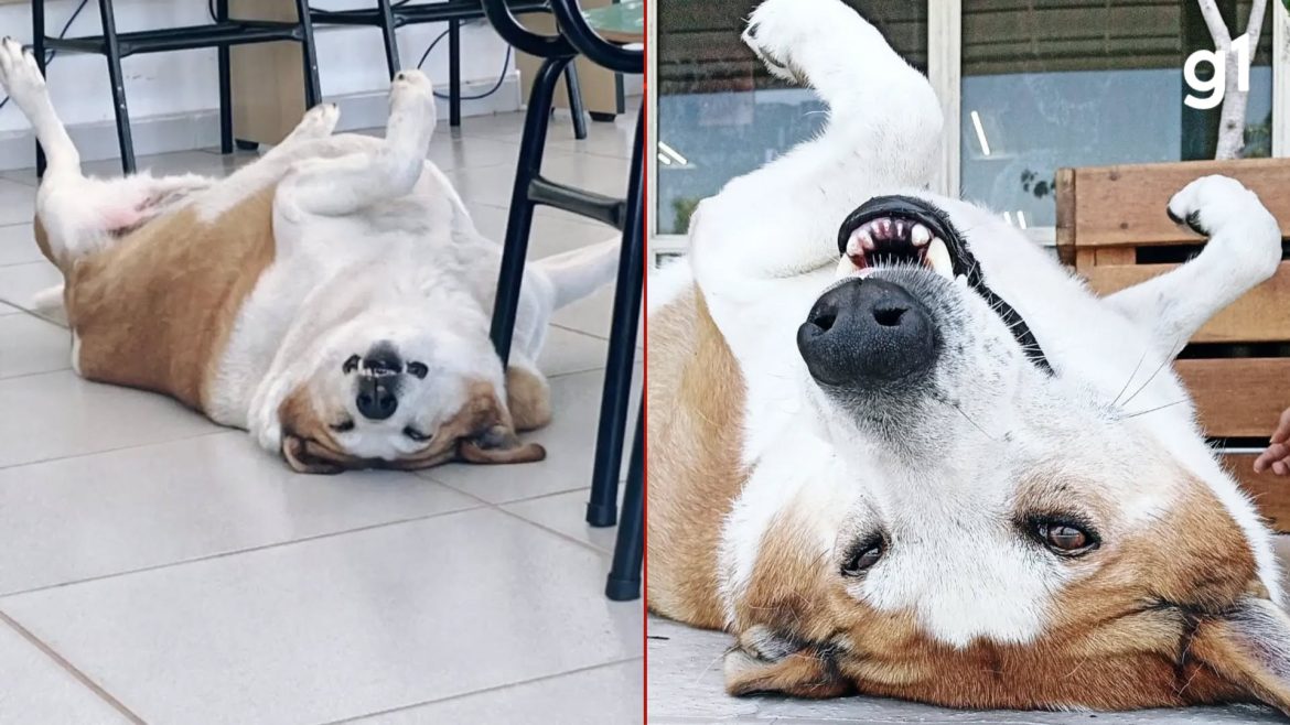 apos-fama,-silveira-tem-pedidos-de-adocao-no-rs;-outros-80-animais-sao-monitorados-no-campus