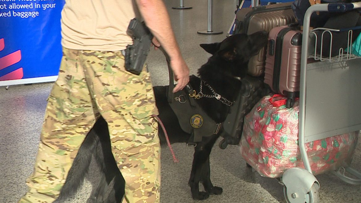 pf-reforca-fiscalizacao-no-aeroporto-de-porto-alegre-apos-identificar-rota-de-trafico-internacional-de-drogas-para-europa