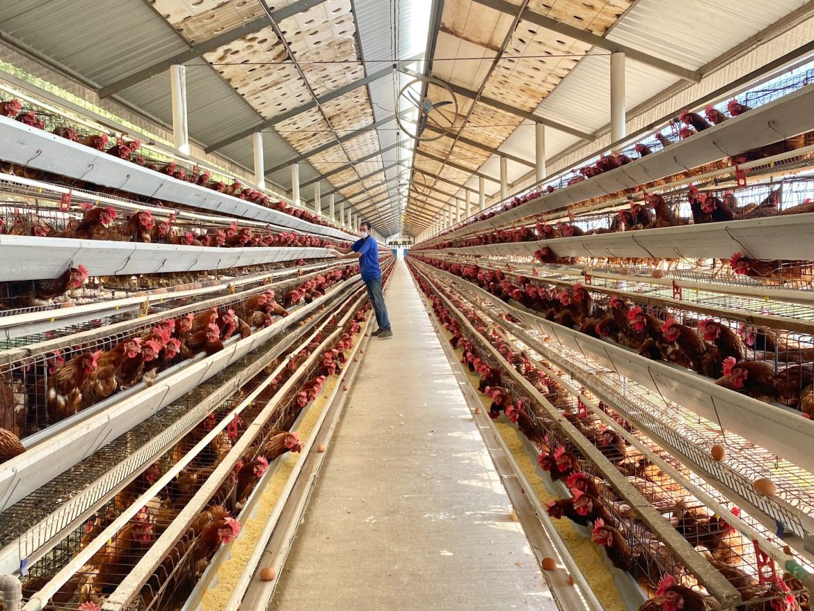 arabia-saudita-amplia-restricao-a-compras-de-carne-de-frango-brasileira;-russia-alivia-bloqueios