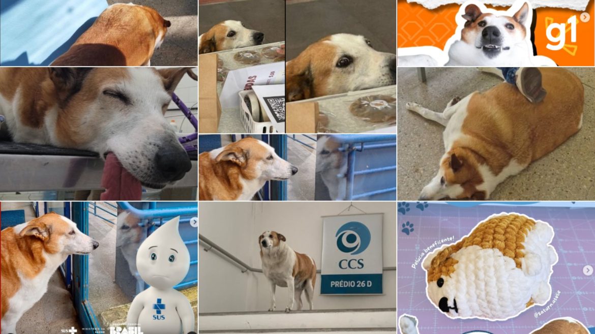 celebridade-de-4-patas:-cao-silveira-da-ufsm-viraliza-com-memes,-domina-internet-e-chega-a-100-mil-seguidores