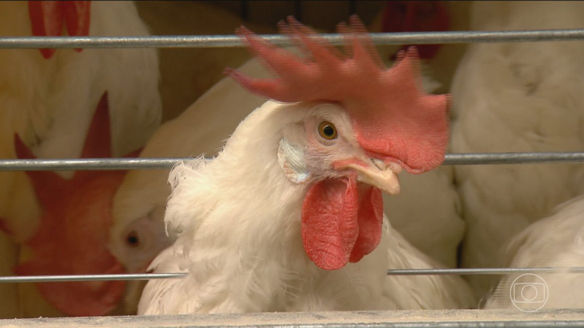 gripe-aviaria:-suspeita-e-investigada-em-granja-comercial-de-anta-gorda,-aponta-ministerio-da-agricultura