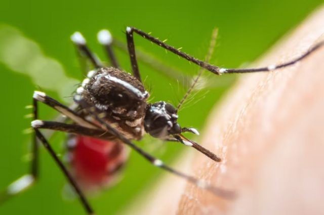 chikungunya-em-carazinho:-prefeitura-investiga-por-que-cidade-do-interior-tem-duas-mortes,-tres-suspeitas-e-85%-dos-casos-do-rs