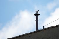 fumaca-branca:-novo-papa-e-eleito-no-conclave