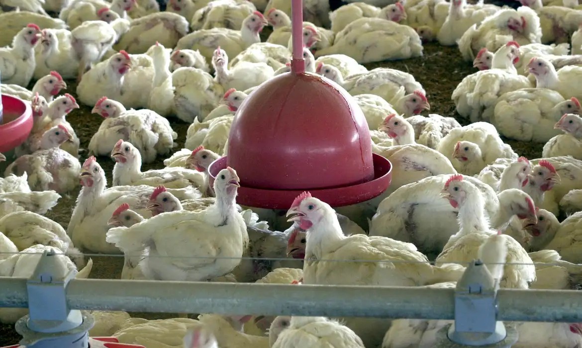 china-suspende-importacao-de-carne-de-frango-do-brasil-por-60-dias-apos-1o-caso-de-gripe-aviaria-em-granja-comercial