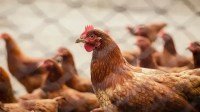 governo-do-amapa-declara-estado-de-emergencia-na-saude-publica