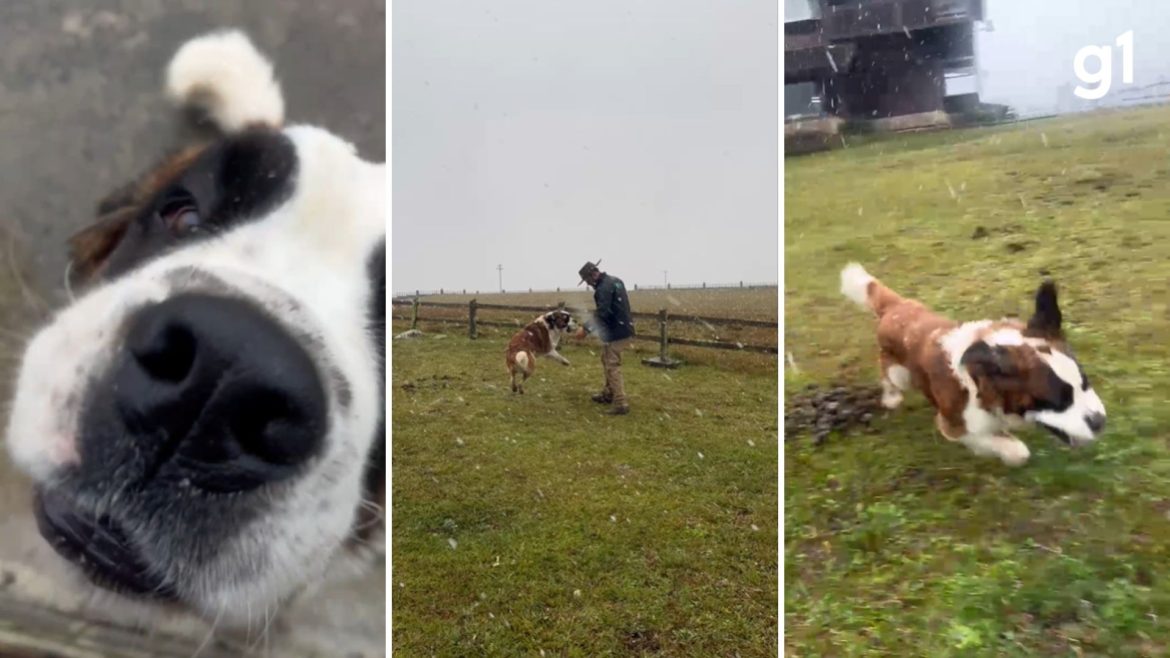 video:-cachorro-sao-bernardo-se-diverte-ao-ver-neve-pela-1a-vez-no-rs