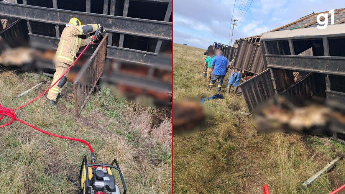 caminhao-com-gado-tomba-e-deixa-animais-mortos-e-feridos-em-uruguaiana,-afirmam-bombeiros