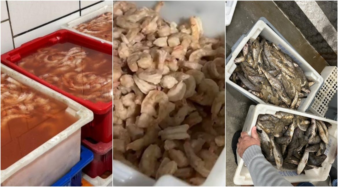 grupo-suspeito-por-adicionar-agua-em-pescados-e-capturar-especies-proibidas-e-alvo-da-pf-em-7-estados