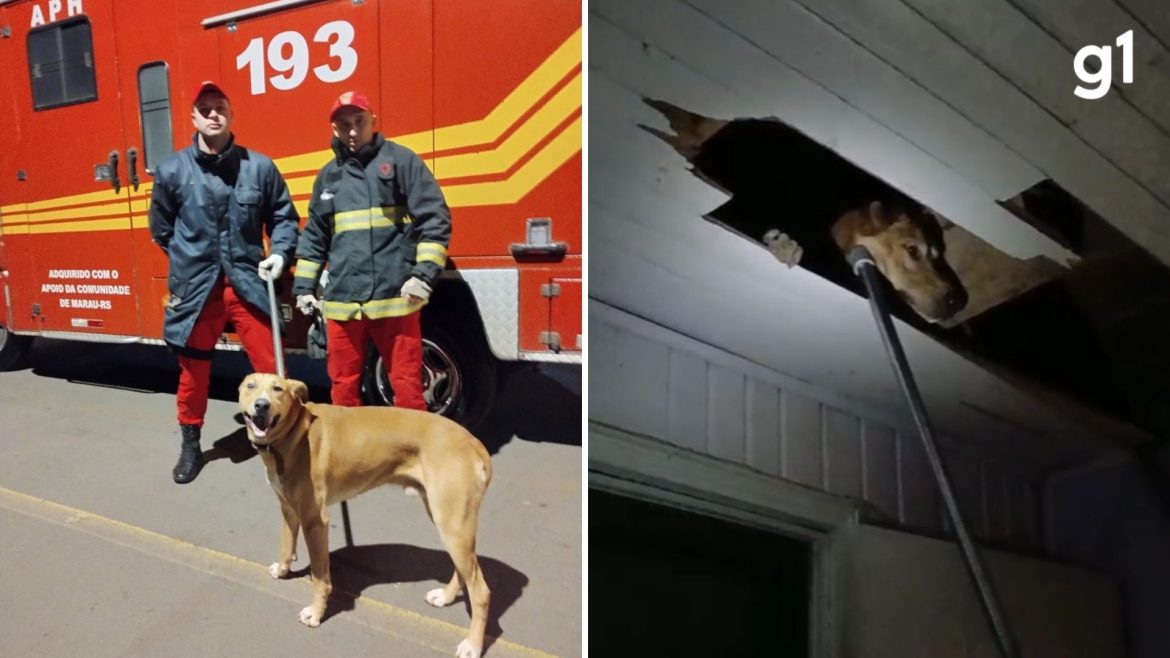 cachorro-caramelo-vai-parar-dentro-do-forro-de-casa-em-marau;-veja-video
