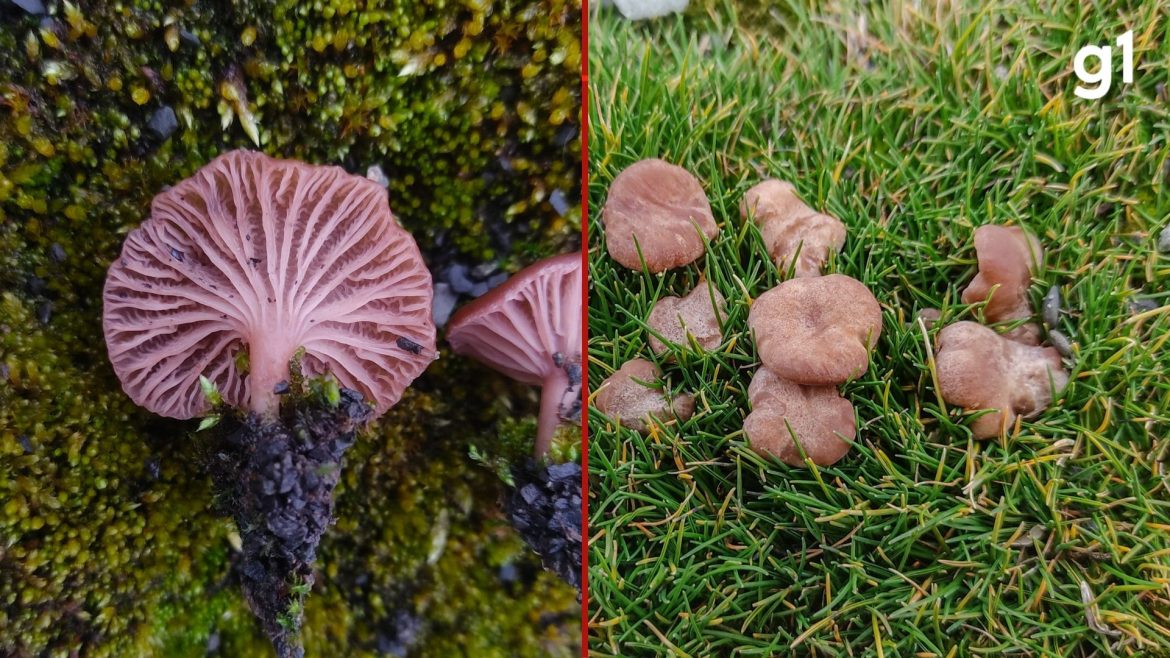 fungo-no-gelo:-brasileiros-descobrem-quatro-novas-especies-de-cogumelo-na-antartica