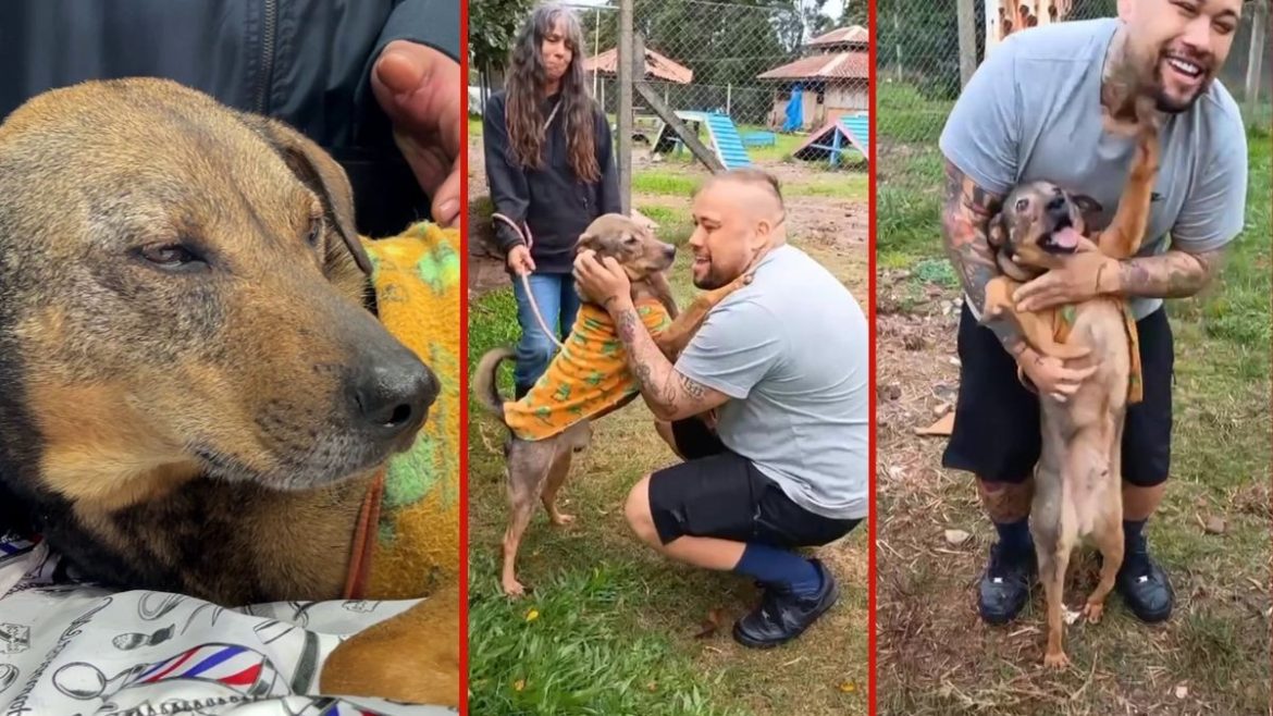 apos-mais-de-um-ano-separados-pela-enchente-no-rs,-cao-e-tutor-tem-reencontro-emocionante