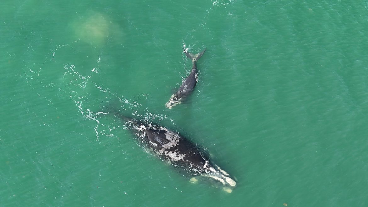 praia-em-familia?-baleia-franca-e-filhote-sao-flagradas-no-litoral-norte-do-rs;-veja-video