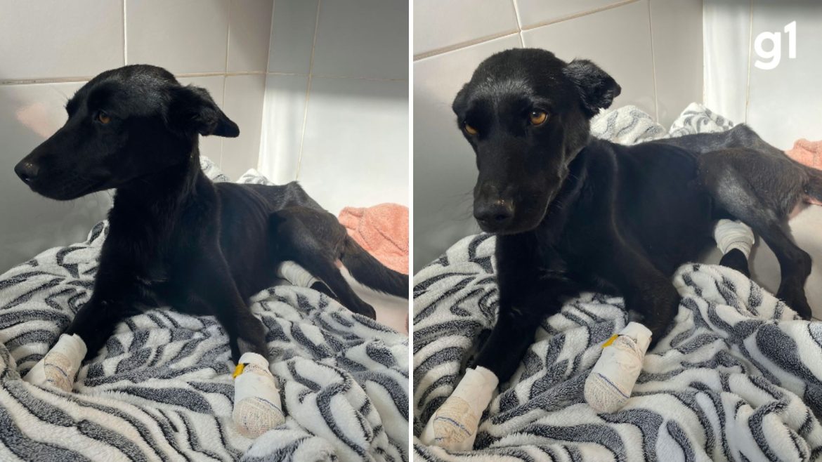 cadela-‘anja’,-resgatada-com-membros-cortados,-amputou-3a-pata-e-colocara-proteses:-‘guerreira’,-diz-veterinaria