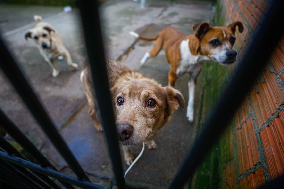 quer-adotar-um-pet?-saiba-onde-encontrar-canis-publicos-e-atendimento-em-porto-alegre-e-regiao-metropolitana