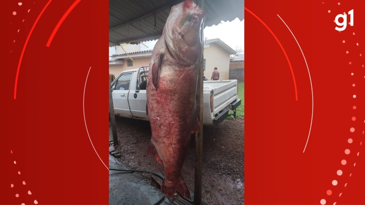 pescador-fisga-carpa-de-68kg-e-1,42m-no-norte-do-rs;-video